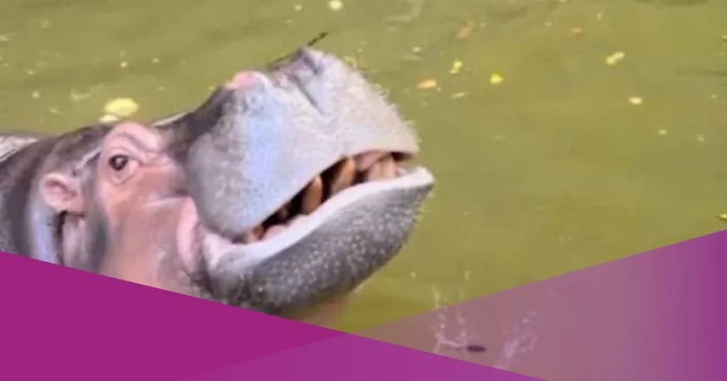 Viral Video Shows Thailand Hippo Appearing to Sulk After Missing Out on Fruit